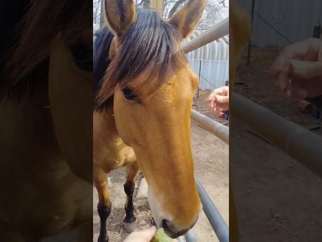 My Dad, #retired #veteran hasn't seen my horses in over a year.