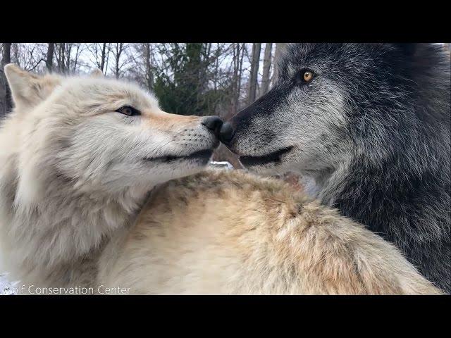 Wolves Have Annoying Little Brothers Too