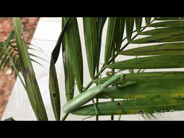 Grasshopper / Beauty of the Nature / Grasshopper gestures / Gaddi chilaka / Roopavenkat naturelovers