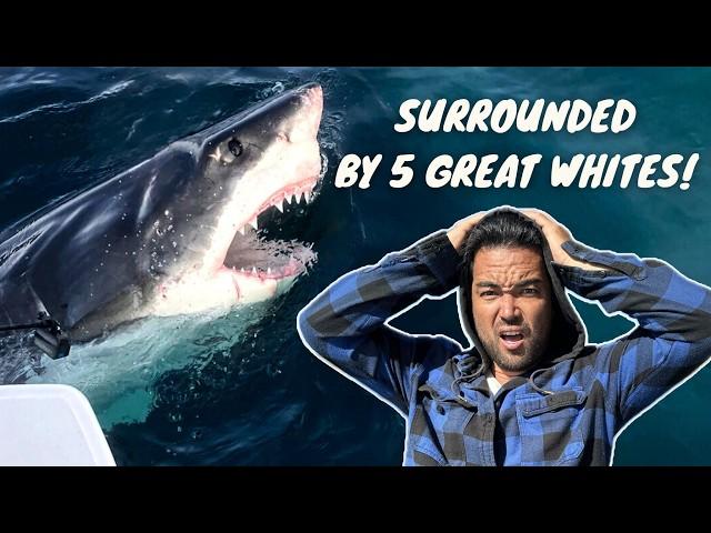 UNBELIEVABLE: Great White Shark Literally Bites my Sailboat!!  (Episode 266)