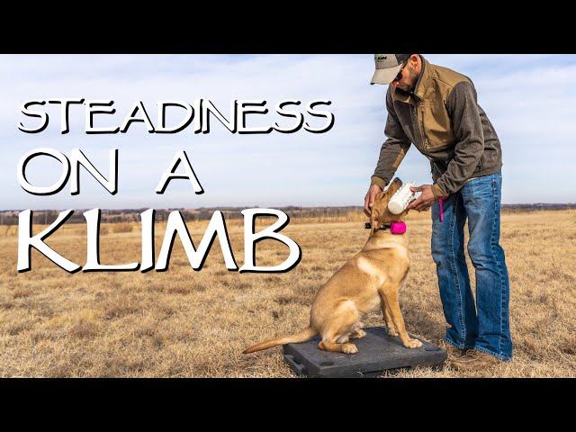 Gun Dog Training Steadiness