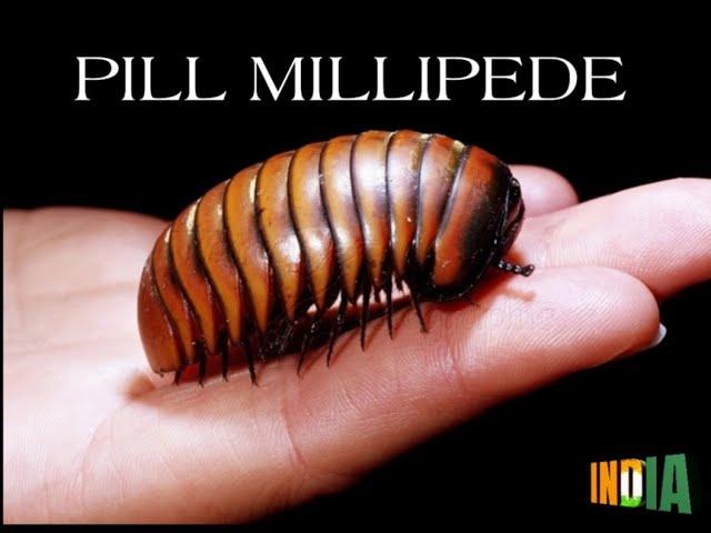 GIANT PILL MILLIPEDE || INDIA