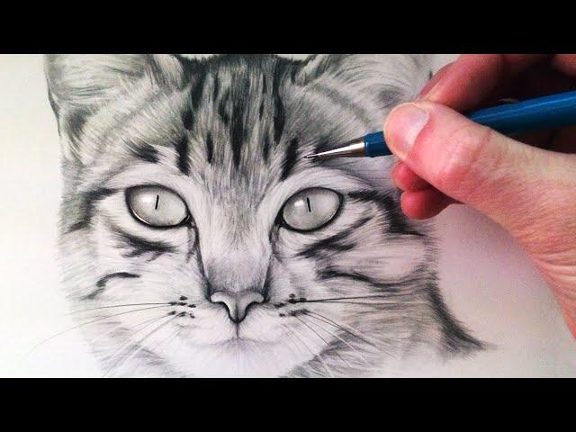 How to Draw a Cat