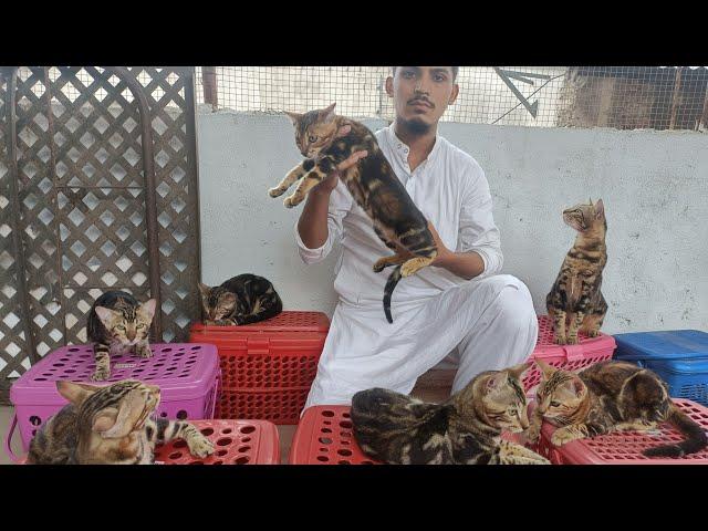 bengal cat || marble bengal cats || india