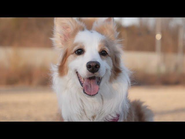 Who Is Brandi, the Border Collie? The Queen Enters