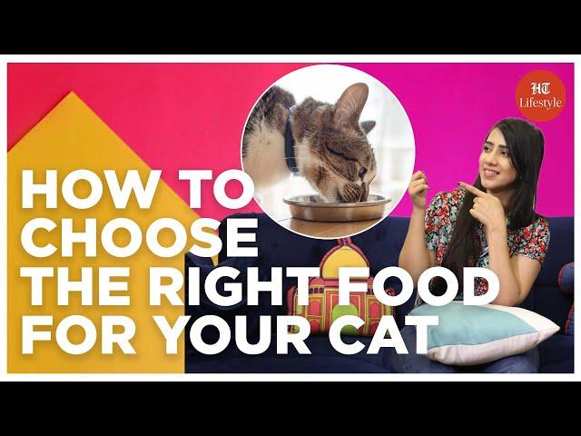 How To Choose The Right Food For Your Cat | Shopping Haul | HT Lifestyle