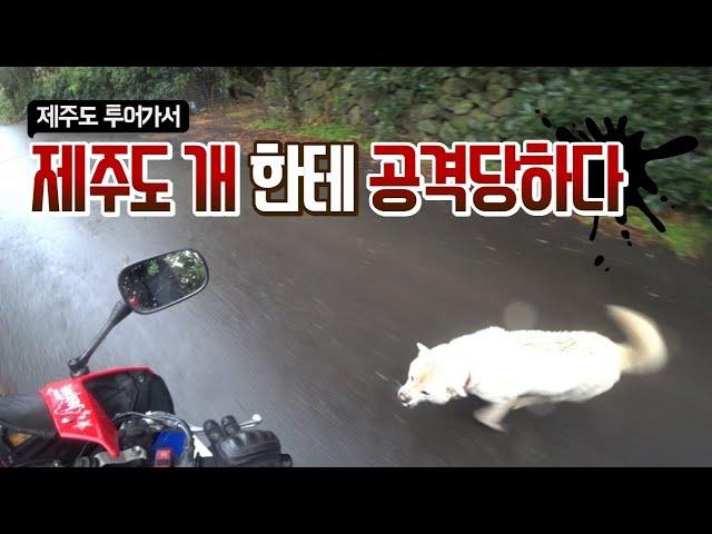 [모모TV] 개한테 공격당할뻔... / 바이크 유투버 7인과 제주도 투어 #1