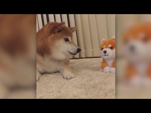 柴犬 (shiba-inu ) angry at talking toys