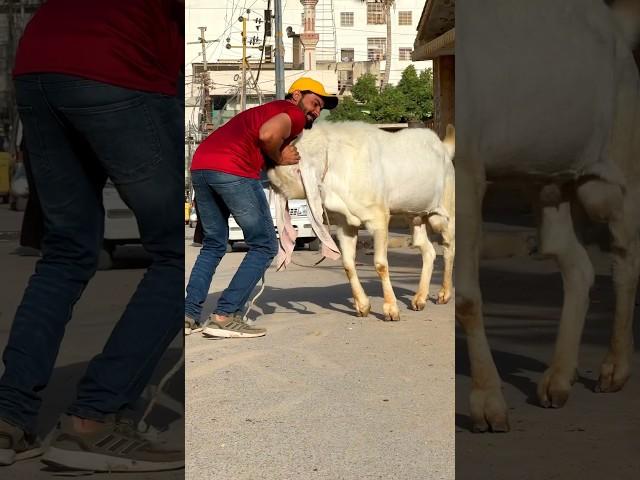 GABBAR IS PLAYING WITH USAMA