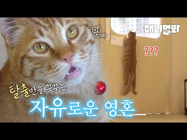 탈출만 꿈꾸는 낭만 고양이... 역마살 낀 거야?ㅣCat Who Is Keep Wanting To Escape... Why?