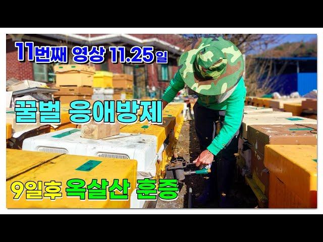 11월 옥살산 훈증/ 진드기 방제/ 월동준비/ 현제 봉판없어요/ 11번째 이야기