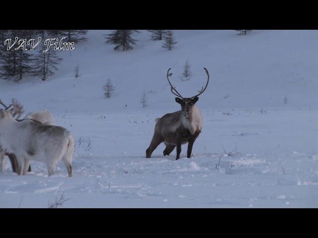 Красивый якутский зимник огромное стадо Северных оленей