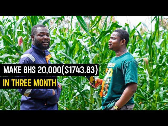 Maize Farming Explained | How He Made Over GHS 20,000($ 1743.83) From His 1.5 Acre Maize Farm #maize