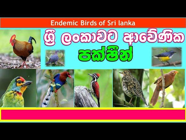 Endemic Birds of Sri lanka | ශ්‍රී ලංකාවට ආවේණික පක්ෂීන් | ඒක දේශික පක්ෂීන් | Sri lanka