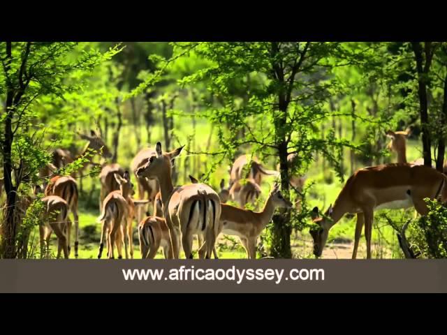 Singita Serengeti House, safaris and honeymoons in the Serengeti with Africa Odyssey