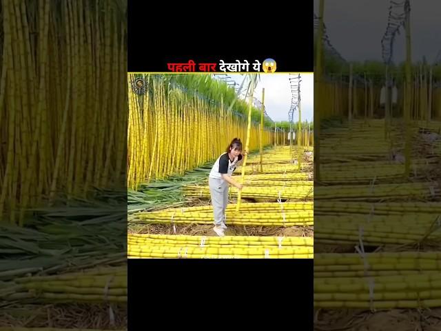 You Will See This For The First Time  #farming​ #facts​ #arable​