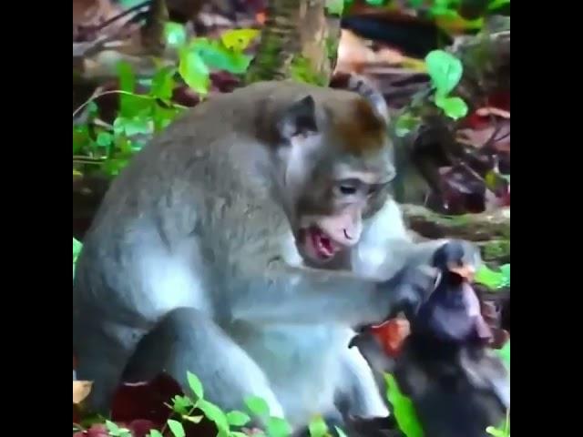 Cute baby Monkey Daily Videos