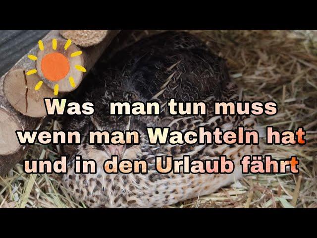 Wachteln wenn man im Urlaub ist / Wachtelhaltung Ferolixman