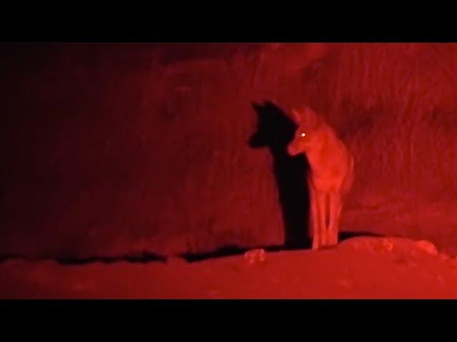 Long Range Coyote Hunting Light - Coyote Reaper XXL by Predator Tactics