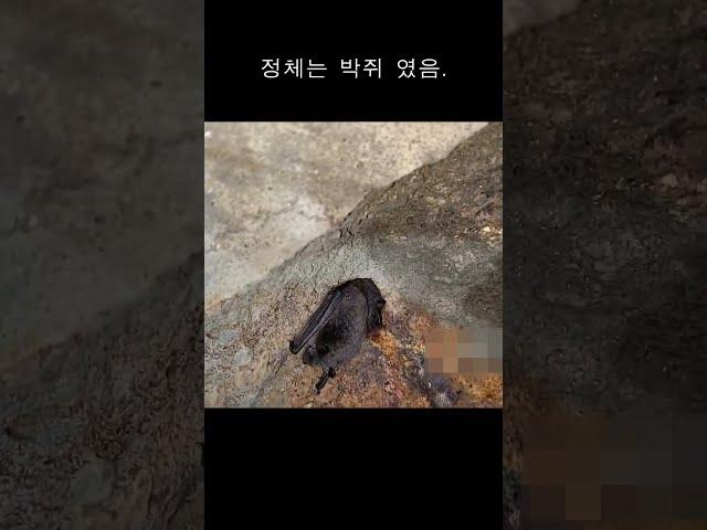 하수도에 들어갔다가 맨탈 털림 #하수도#바퀴벌레#나방파리#하수구