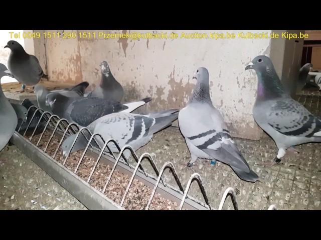 100 Years Kulbacki breeding video in English language FUTUREPIGEONS EVOLUTION OF RACING PIGEONS