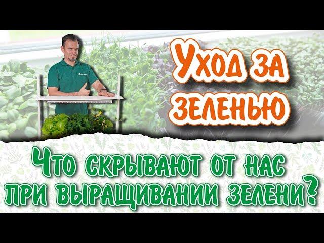 4 правила как вырастить салат, шпинат, петрушку… зимой, и как получить Еду800%+. Башинком