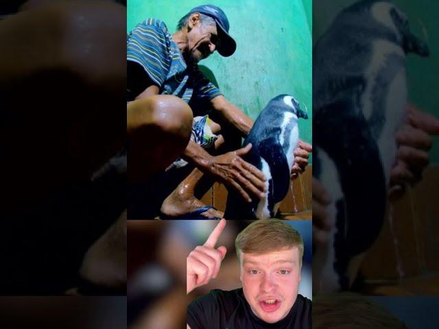 This MAN Became Best FRIENDS With A PENGUIN But Then...