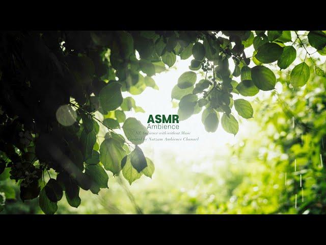 비 온 후, 젖은 잎사귀를 뒤흔드는 바람과 윈드차임 ASMR