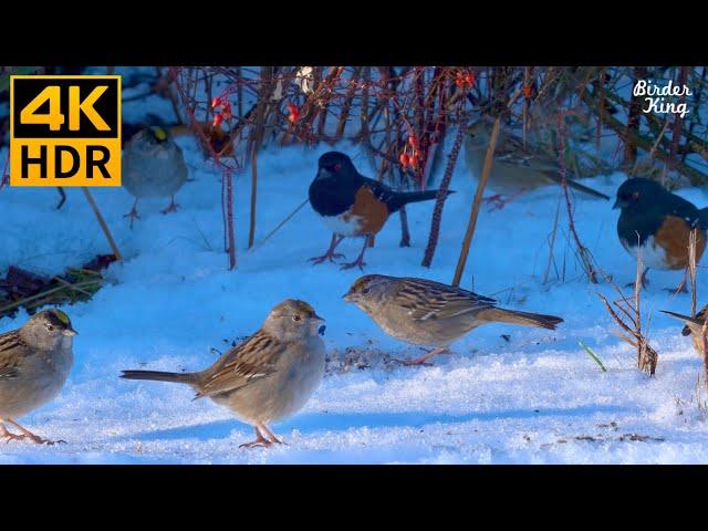 Cat TV for Cats to Watch  Cute birds at winter wonderland  Chatty squirrels  8 Hours(4K HDR)