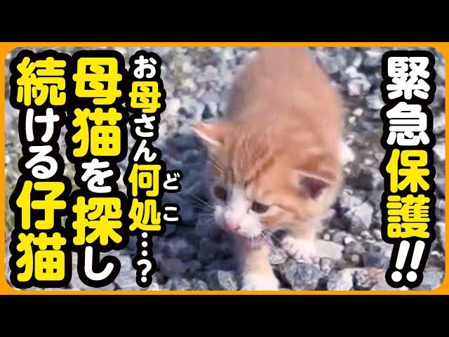 【子猫 保護】お母さんどこなの...？母猫とはぐれ、彷徨う子猫を緊急保護しました