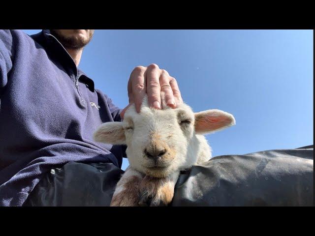 Cute Lamb Enjoying Head Massage