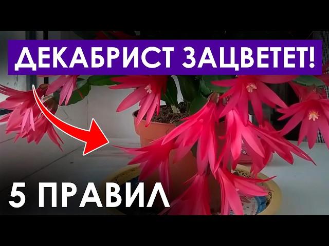 Как заставить цвести декабрист прямо СЕЙЧАС? / Правила цветения и ухода за декабристом!