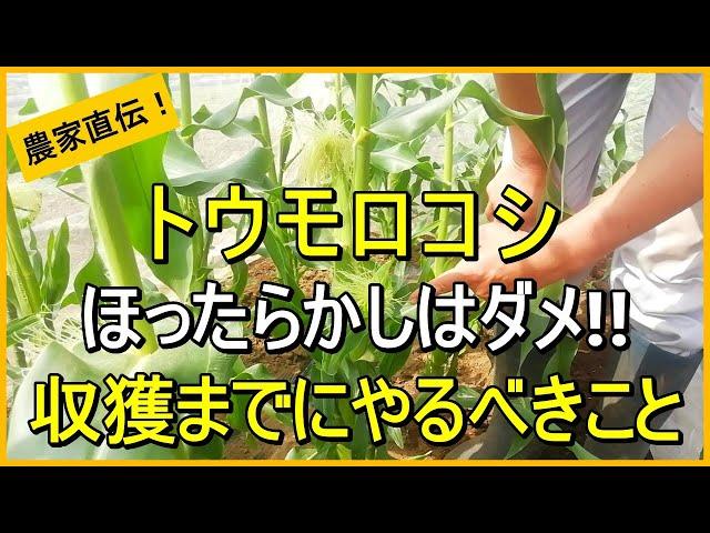 [Corn cultivation] Explaining how to care for corn to ensure a good harvest [Taught by organic fa...