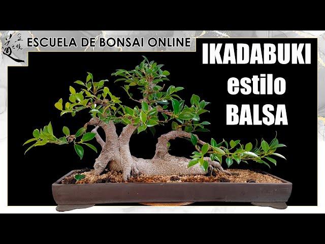BONSAI in Balsa style "IKADABUKI" June 2025