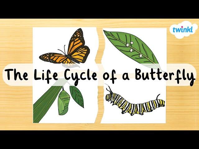 The Butterfly Life Cycle for Kids | Four Stages of the Butterfly Life Cycle | Twinkl USA