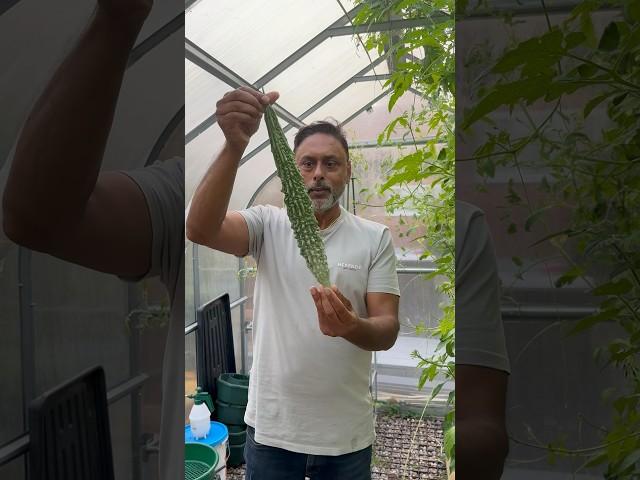 Harvesting Arm Length Bitter Gourd! #kitchengarden #gardening #desifood