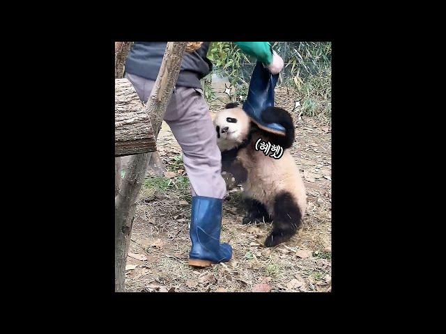 A Playful Baby Panda, FuBao Taking off the Zookeeper's Shoes | Everland Panda World 'FuBao'