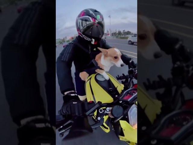 Dog on the motorbike