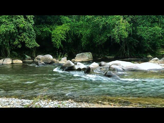 Amazing Relaxing Nature - Sounds for Deep Sleep | The Sound of a Stream in the Forest