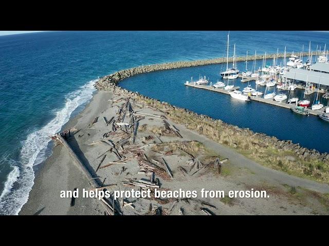 Driftwood in the Puget Sound - Discovering The High Life