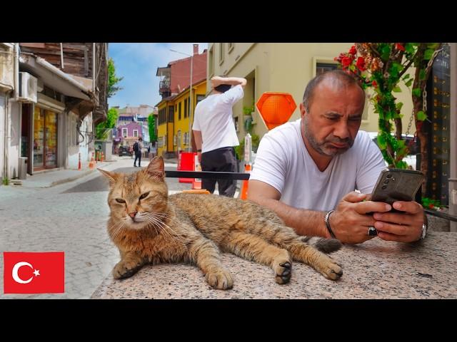 結局イスタンブールに移住したくなる30分超の猫動画