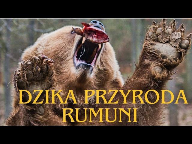 Dzika Przyroda Rumunii - Serce Karpat. Cały Film po Polsku.