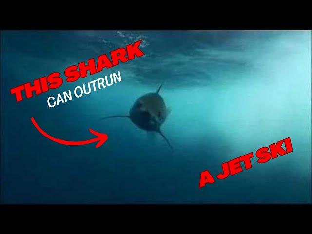 Mako Shark - 80 kph - 50 mph - Rare Footage