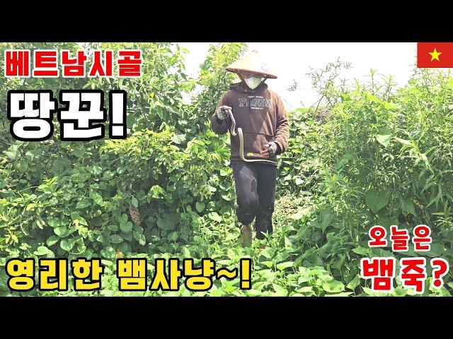 베트남시골 초강력 정력제를 이렇게 잡는다고? #왕촌tv #뱀