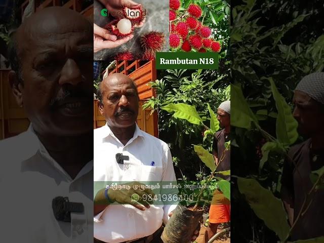 100% காய்க்கும் தன்மையுள்ள கிராஃப்ட் ரம்புட்டான் செடிகள் | These Exotic Plant Can Produce Rambutan