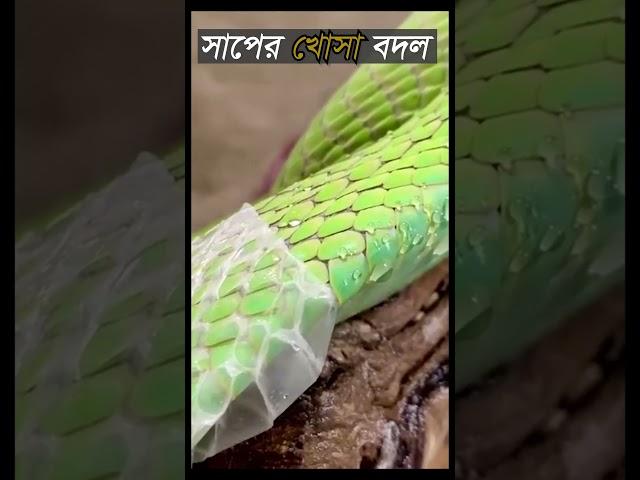 সাপ যে ভাবে খোসা পরিবর্তন করে