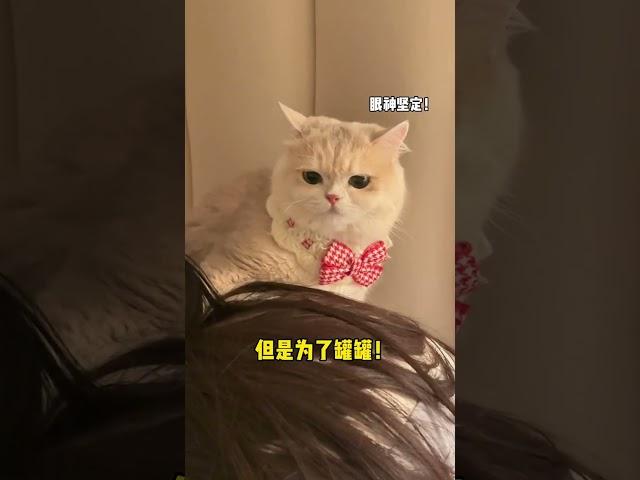 【#薄荷猫猫甜不甜】养猫千日 用猫一时!#我和我的猫 #薄荷猫猫 #好爱我的猫 #新手养猫