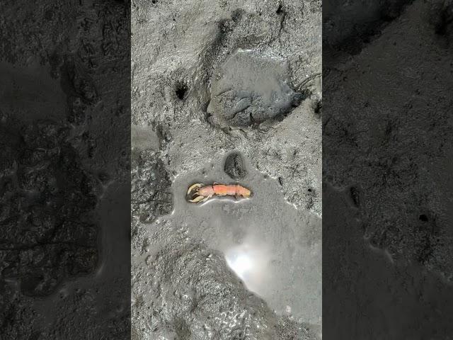 This beach is covered with sand shrimp!  It’s teaming with life. Washington state. Best fishing bait