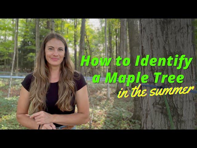 How to Identify a Maple Tree