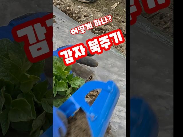 감자 북주기 어떻게 하나요? 농튜브 꿀항아리농장 #shorts